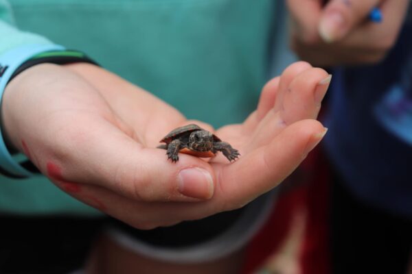 Photo of a young child holding a baby turtle.